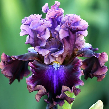 Electric Candy