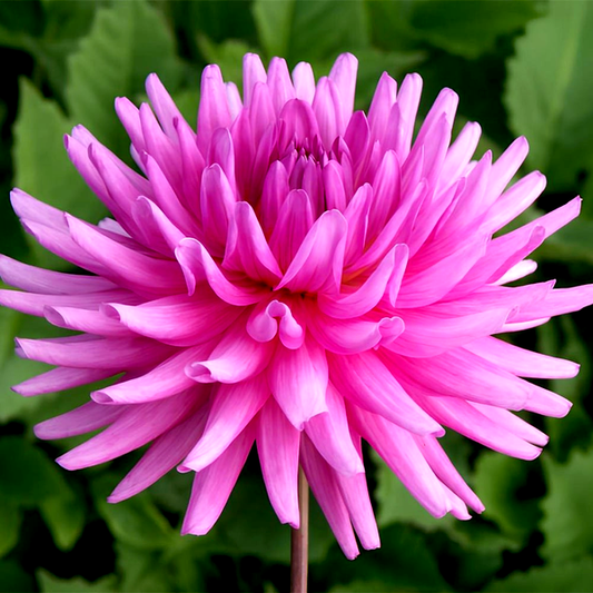 Elga-Bergerhoff