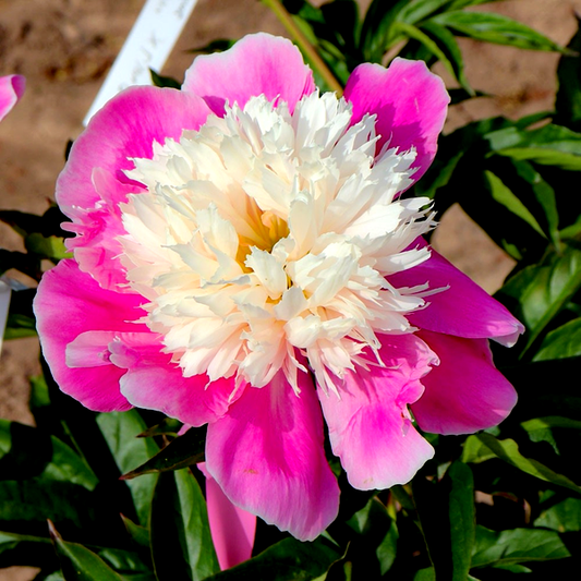 Embraceable Pink