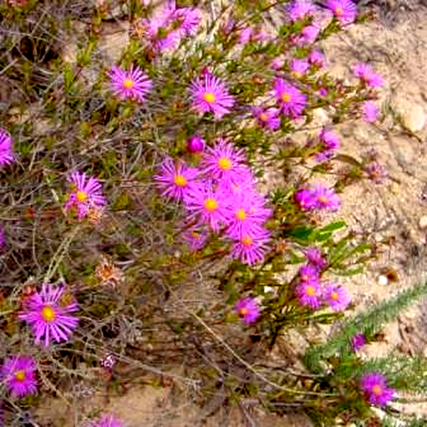 Erepsia anceps