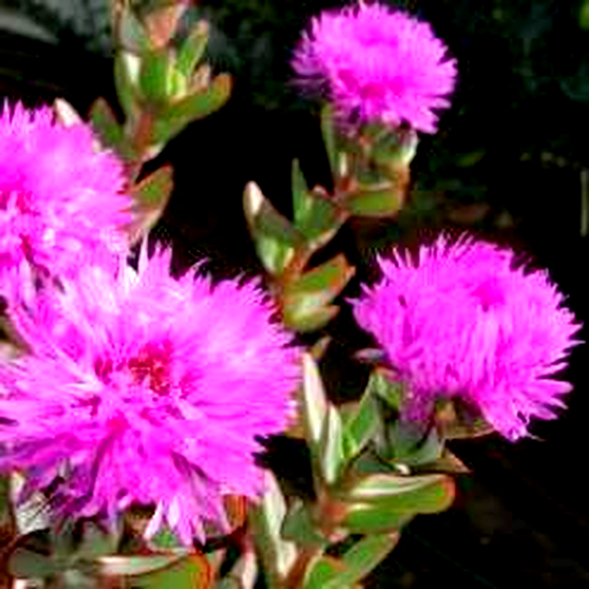 Erepsia lacera