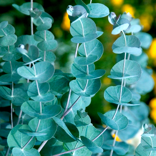 Eucalyptus Seeds