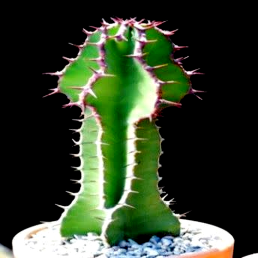Euphorbia cooperi