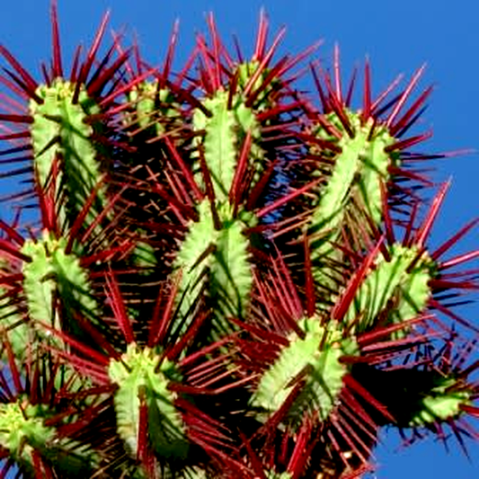 Euphorbia enopla