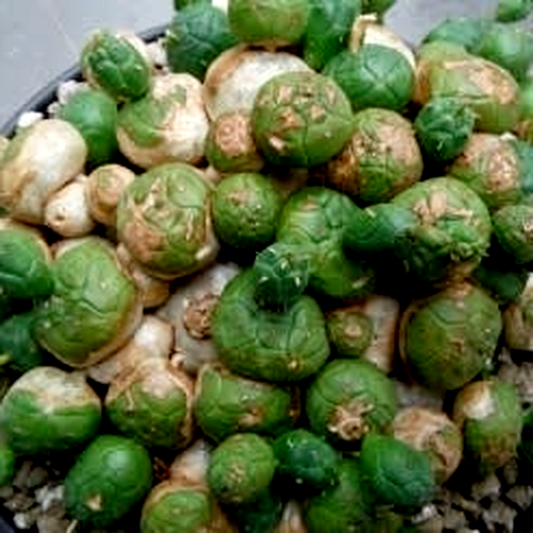 Euphorbia globosa