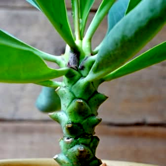 Euphorbia monteiroi