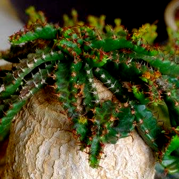 Euphorbia stellata