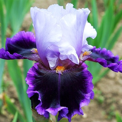 Excellency