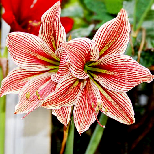 Exotic Star