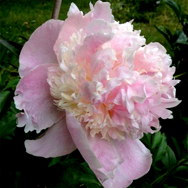 Fairy's Petticoat