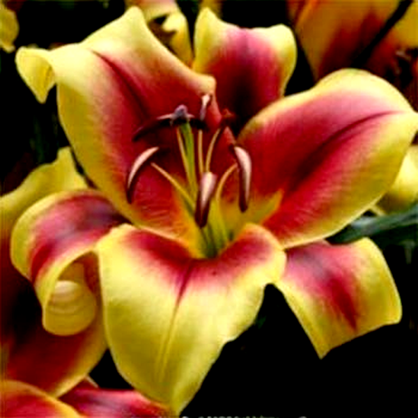 Flavia