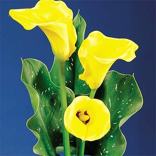 Florex Gold