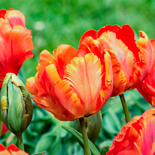 Flower Power