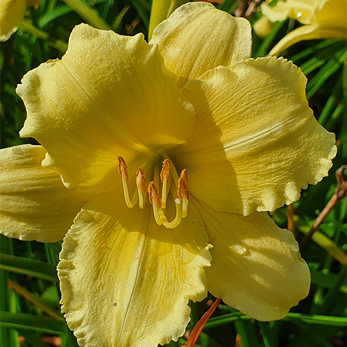Fragrant Reflection