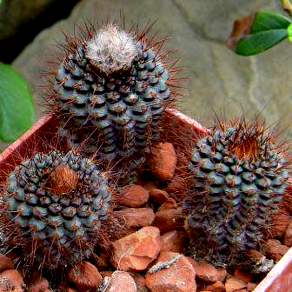 Frailea angelesii