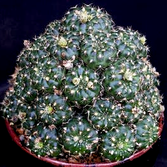Frailea grahliana