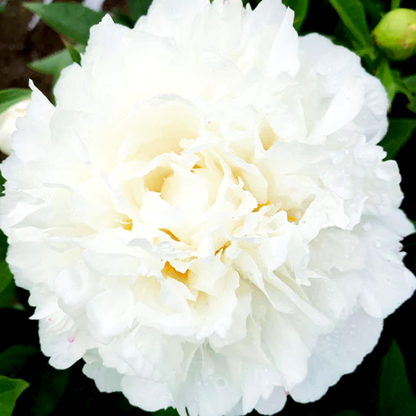 Fringed Ivory