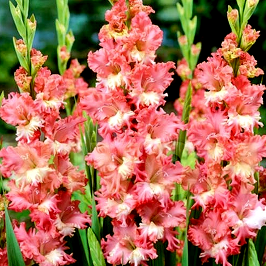Frizzled Coral Lace
