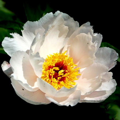 Garden Peace