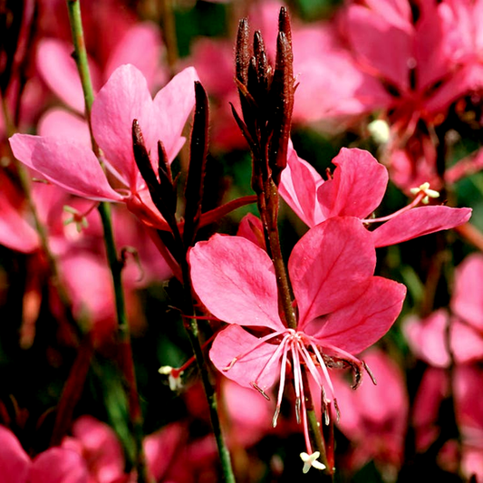 Gaura Dark Pink Belleza™