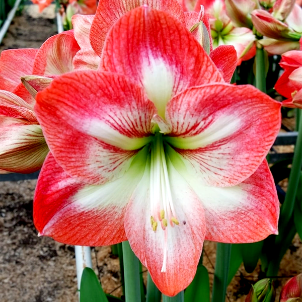Giant Flame