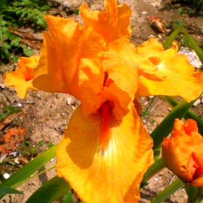 Glazed Orange