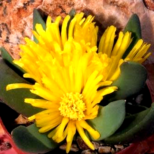 Glottiphyllum suave