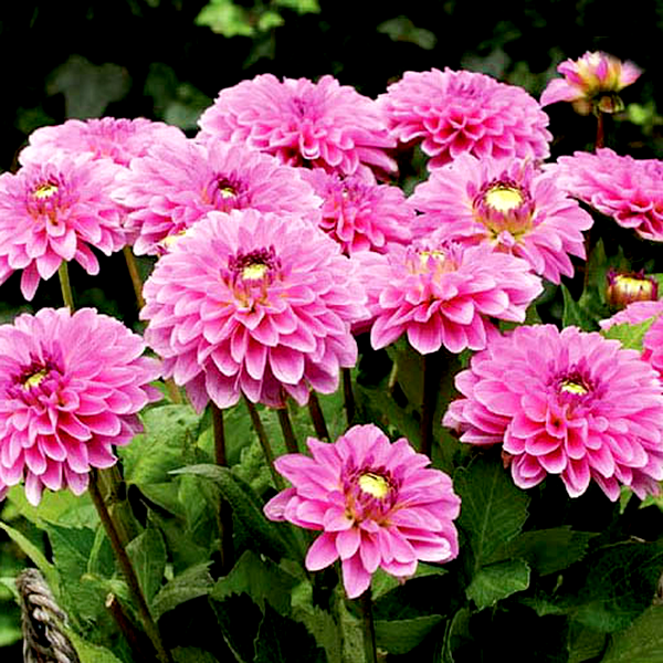 Go Go Pink