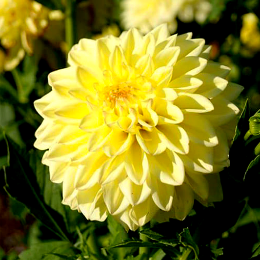 Go Go Yellow