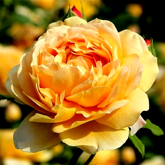 Golden Celebration