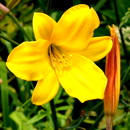 Golden Chimes