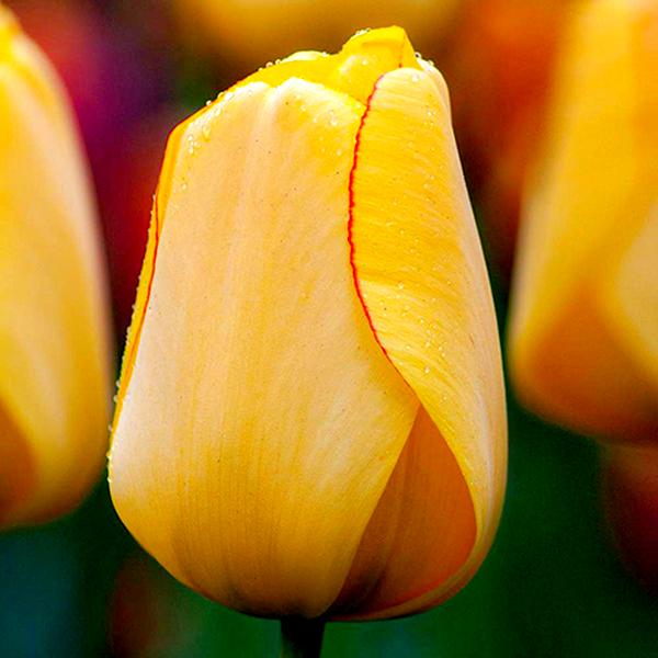 Golden Parade
