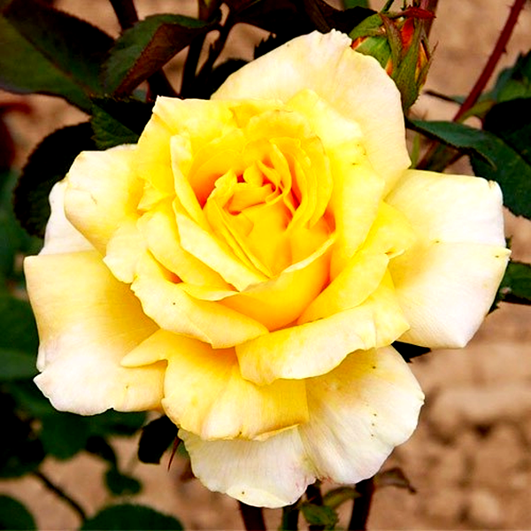 Golden Silk