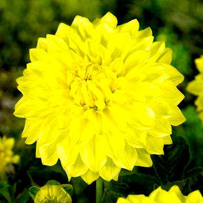 Golden Torch