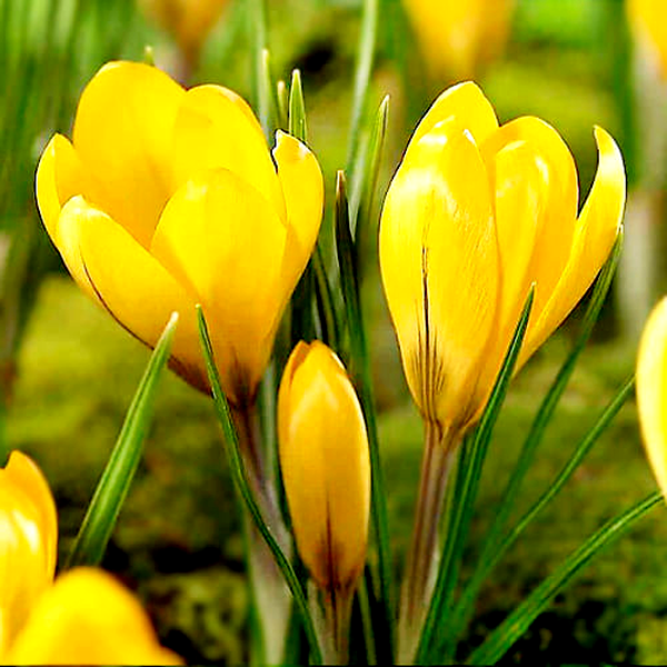 Golden Yellow