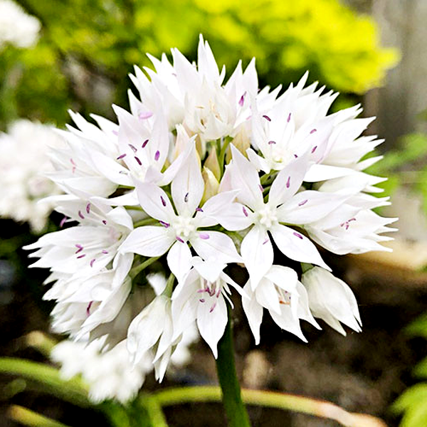 Graceful Beauty