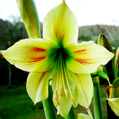 Graffiti