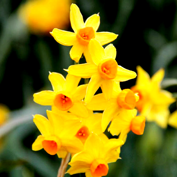 Grand Soleil d'Or