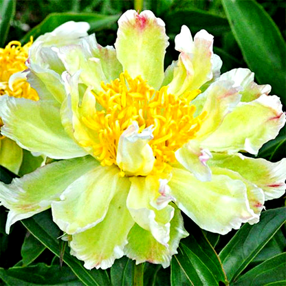 Green Lotus