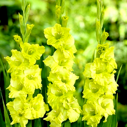 Green Star