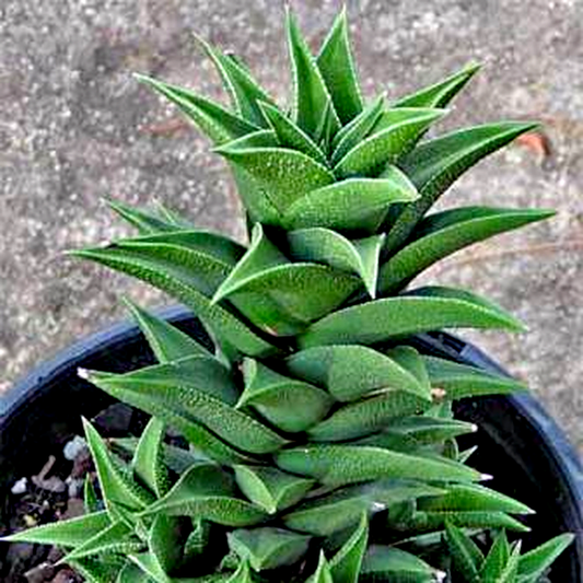 Haworthia viscosa