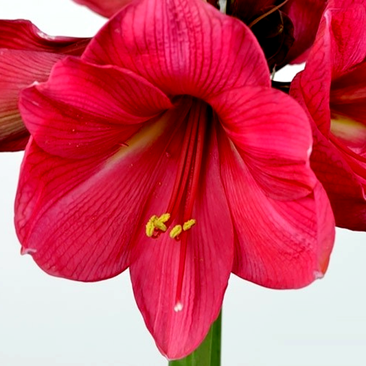 Hercules