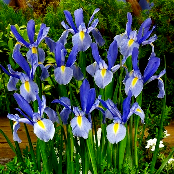 Hollandica Blue