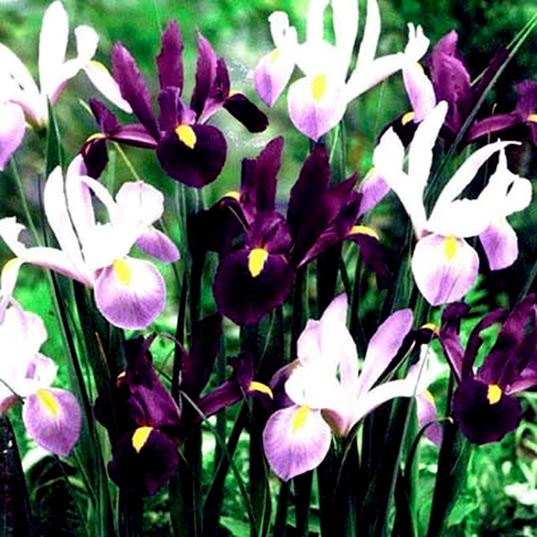 Hollandica Purple Lavender Mix
