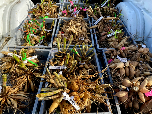 Jaxon
