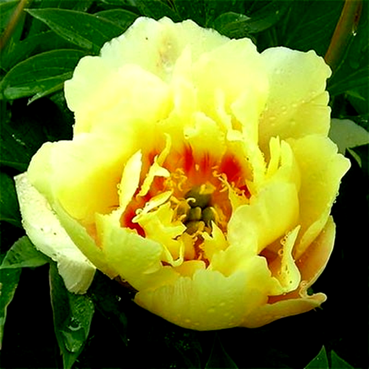 ITOH Sonoma Sun