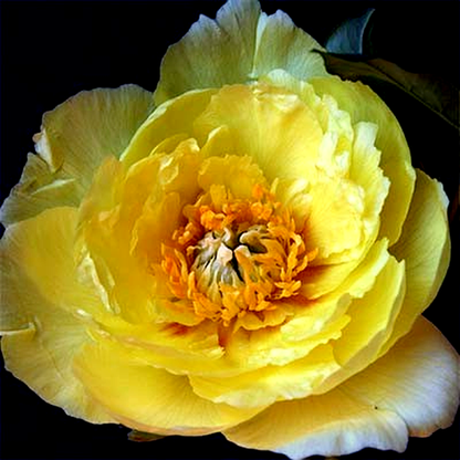 ITOH Yellow Gem