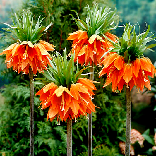 Imperialis Aurora
