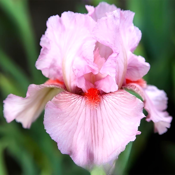 Intermedia Clearly Pink