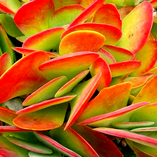Kalanchoe luciae